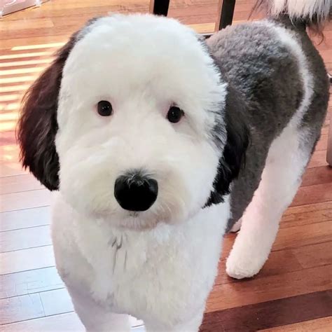 bayley dog snoopy|Meet Bayley The Mini Sheepadoodle Who Is The Real Life Snoopy